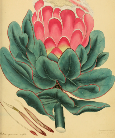 The botanist's repository, for new, and rare plants - containing coloured figures of such plants, as have not hitherto appeared in any similar publication, with all their essential characters, (20379029546), 1797