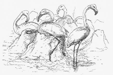Nesting Flamingos, Harrison Weir, 1895