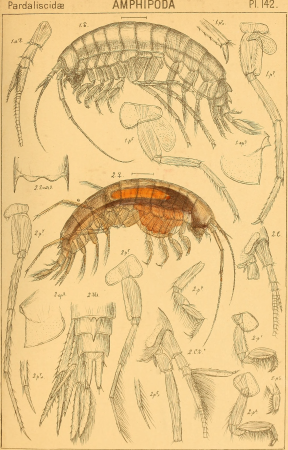 An account of the Crustacea of Norway, with short descriptions and figures of all the species (1895) (16582641380)