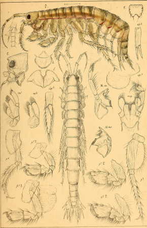 An account of the Crustacea of Norway, with short descriptions and figures of all the species (1895) (16768915101)