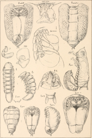 An account of the Crustacea of Norway, with short descriptions and figures of all the species (1899) (16582600430)