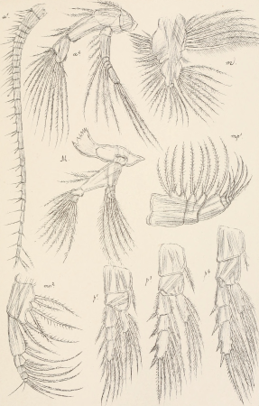 An account of the Crustacea of Norway, with short descriptions and figures of all the species (1901) (16583834889)