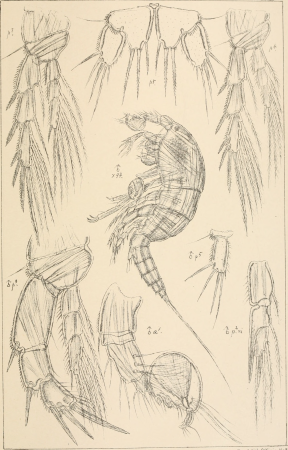 An account of the Crustacea of Norway, with short descriptions and figures of all the species (1903) (16582733880)