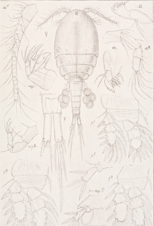 An account of the Crustacea of Norway, with short descriptions and figures of all the species (1913) (16582702290)
