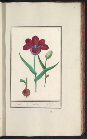 Tulp (Tulipa) Tulp. Tulipa. Tulipe. (titel op object), RP-T-BR-2017-1-8-31, Elias Verhulst, between 1596 and 1610