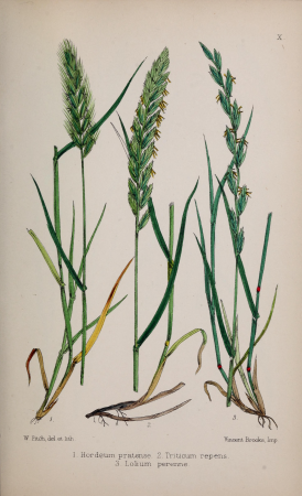British grasses - an introduction to the study of the Gramineae of Great Britain and Ireland (1867) (19797430003), 1867