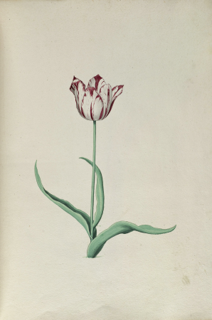 Wit, rood gevlamde tulp, Inventarisnummer NL-HlmNHA 53999016 09, between 1630 and 1700