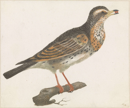 Thrush with a berry in its beak, Johan Teyler