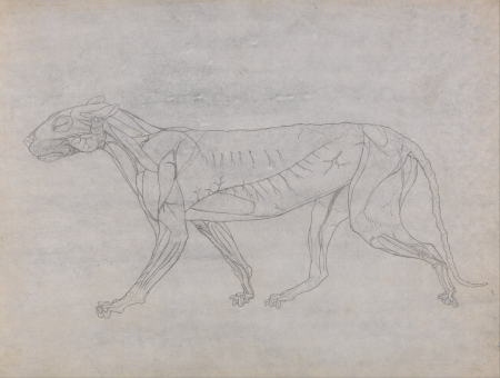 A Comparative Anatomical Exposition of the Structure of the Human Body with that of a Tiger and a Common Fowl: Tiger Body, Lateral View, George Stubbs, 1795 to 1806
