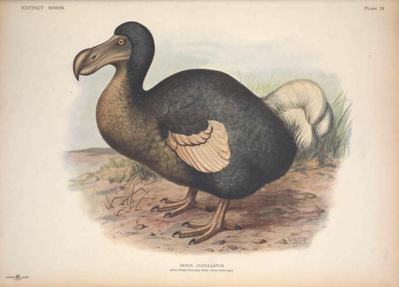 Extinct birds - an attempt to unite in one volume a short account of those birds which have become extinct in historical times - that is, within the last six or seven hundred years - to which are (14566090947), 1907