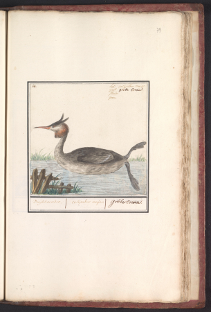 Fuut (Podiceps cristatus) Duijkhoender. colijmbus major. grêbe cornu. (titel op object), RP-T-BR-2017-1-5-79, Elias Verhulst, between 1596 and 1610