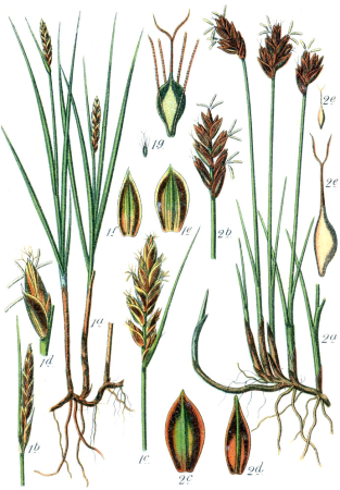 Cyperaceae spp Sturm14, Johann Georg Sturm, 1796