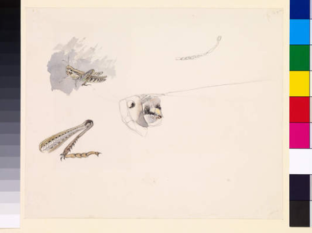 Studies of a Grasshopper - Body, Head and Leg Verso: A Sketch Of A Figure And Head In Sepia Ink., John Everett Millais, 1853