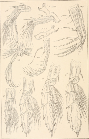 An account of the Crustacea of Norway, with short descriptions and figures of all the species (1901) (16769992385)