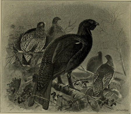 Game birds and shooting-sketches - illustrating the habits, modes of capture, stages of plumage and the hybirds and varieties which occur amongst them (1894) (14565676397)