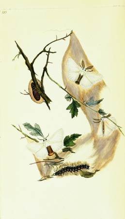 The natural history of British insects; explaining them in their several states, with the periods of their transformations, their food, oeconomy, &c. together with the history of such minute insects (14783464552), 1792