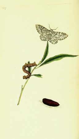 The natural history of British insects; explaining them in their several states, with the periods of their transformations, their food, oeconomy, &c. together with the history of such minute insects (14597589519), 1792