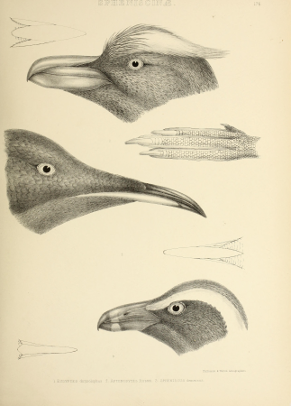 The genera of birds - comprising their generic characters, a notice of the habits of the genus, and an extensive list of species referred to their several genera (1849) (14750178424)