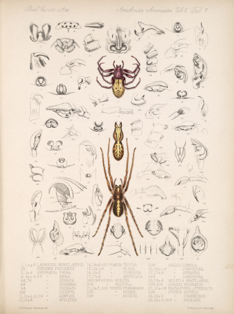 Arachnida Araneidea Vol 2 Table 7, between 1897 and 1905