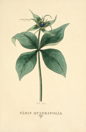 Elements of the science of botany, as established by Linnaeus; with examples to illustrate the classes and orders of his system (1812) (20642139784)
