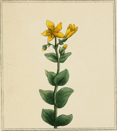 Elements of the science of botany, as established by Linnaeus; with examples to illustrate the classes and orders of his system (1812) (21254536702)