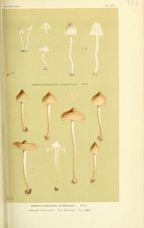 Illustrations of British Fungi (Hymenomycetes), to serve as an atlas to the "Handbook of British Fungi" (Pl. 363) (8723372426), between 1881 and 1891