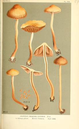 Illustrations of British Fungi (Hymenomycetes), to serve as an atlas to the "Handbook of British Fungi" (Pl. 592) (9016504558), between 1881 and 1891