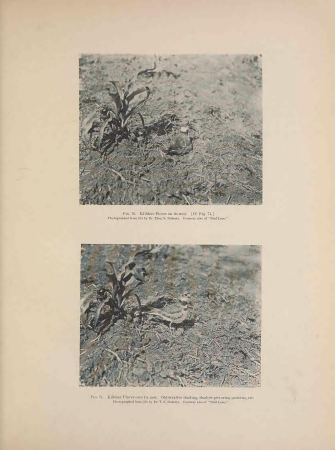 Concealing-coloration in the animal kingdom; an exposition of the laws of disguise through color and pattern- being a summary of Abbott H. Thayer's discoveries (1909) (20684361931), 1909