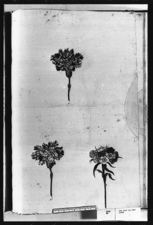 Alexander Marshal (RCIN 924393-3), Alexander Marshal