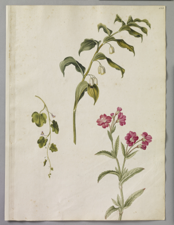 Alexander Marshal (RCIN 924420), Alexander Marshal