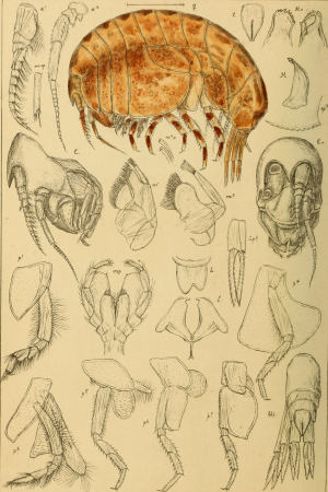 An account of the Crustacea of Norway, with short descriptions and figures of all the species (1895) (16150026313)