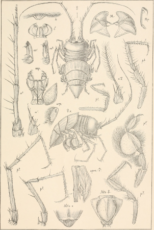 An account of the Crustacea of Norway, with short descriptions and figures of all the species (1899) (16768886262)