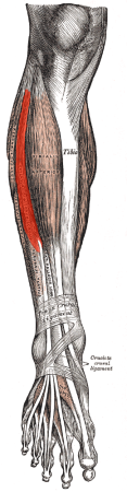 Extensor digitorum longus