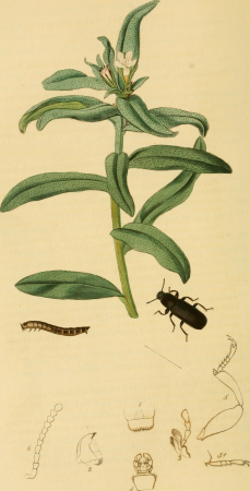 British entomology; being illustrations and descriptions of the genera of insects found in Great Britain and Ireland- containing coloured figures from nature of the most rare and beautiful species, (19795087744), John Curtis, 1823