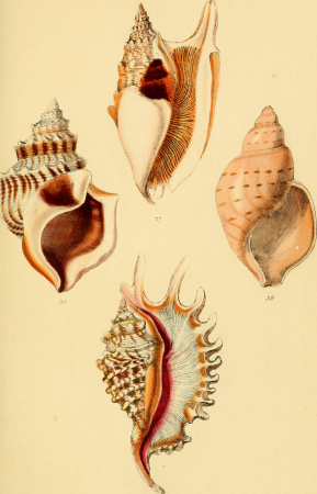 Elements of conchology - an introduction to the natural history of shells and of the animals which form them (1860) (21059846360), 1860