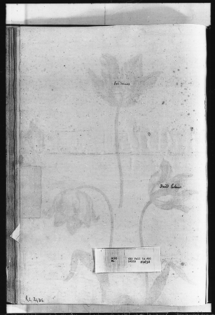 Alexander Marshal (RCIN 924316-2), Alexander Marshal