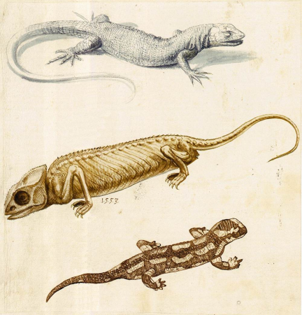 Study of a Lizard, a Chameleon and a Salamander, Giuseppe Arcimboldo, 1553