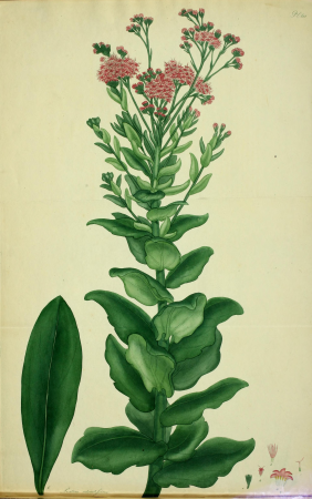 The botanist's repository, for new and rare plants - containing coloured figures of such plants, as have not hitherto appeared in any similar publication; with all their essential characters, (20218341159), 1797