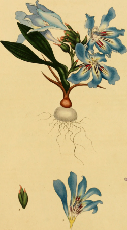 The botanist's repository, for new, and rare plants - containing coloured figures of such plants, as have not hitherto appeared in any similar publication, with all their essential characters, (20396755292), 1797