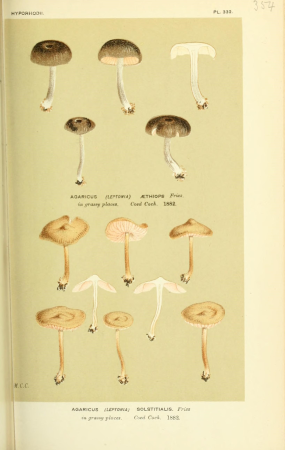 Illustrations of British Fungi (Hymenomycetes), to serve as an atlas to the "Handbook of British Fungi" (Pl. 354) (8723369566), between 1881 and 1891
