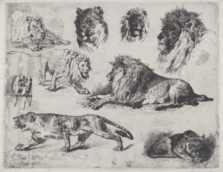 Study of Lions, Cesare Biseo, 1867