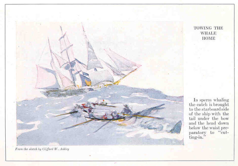 FMIB 36333 Towing the Whale Home- In sperm whaling the catch is brought to the starboard side of the ship with the tail under the bow and, Clifford Warren Ashley, 1924