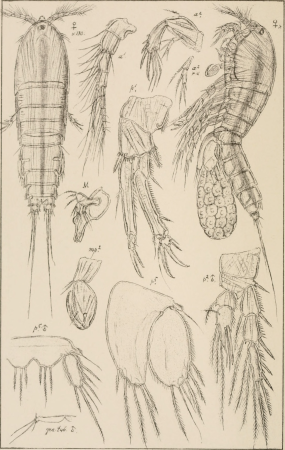 An account of the Crustacea of Norway, with short descriptions and figures of all the species (1903) (16582598268)