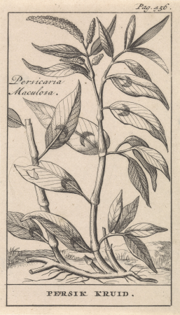 Perzikkruid Persicaria Maculosa Persik Kruid (titel op object), RP-P-1896-A-19368-1176, Caspar Luyken, 1698