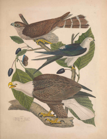 Illustrations of the American ornithology of Alexander Wilson and Charles Lucian Bonaparte - with the addition of numerous recently discovered species and representations of the whole sylvae of North (14562569377), Alexander Wilson, 1835
