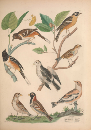 Illustrations of the American ornithology of Alexander Wilson and Charles Lucian Bonaparte - with the addition of numerous recently discovered species and representations of the whole sylvae of North (14562864858), Alexander Wilson, 1835