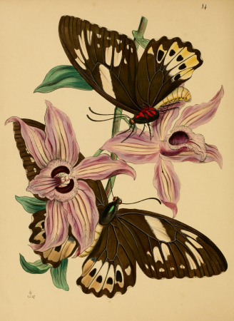 The cabinet of oriental entomology - being a selection of some of the rarer and more beautiful species of insects, natives of India and the adjacent islands, the greater portion of which are now for (14597198289), 1848