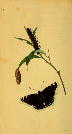 The natural history of British insects - explaining them in their several states, with the periods of their transformations, their food, oeconomy, &c. together with the history of such minute insects (14745189266), 1794