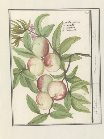 Perziken Persiken. Mala persica. Pechier (titel op object), RP-T-BR-2017-1-9-35, Elias Verhulst, between 1596 and 1610