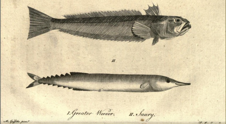 Greater Weever - Saury - from A Tour in Scotland - Moses Griffith - Peter Mazell, Peter Mazell, 1771